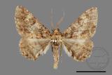 ǦW:Alcis taiwanovariegata