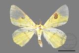 ǦW:Opisthograptis moelleri