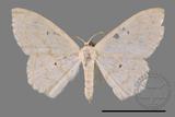 ǦW:Scopula sp.