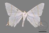 ǦW:Ourapteryx yerburii virescens