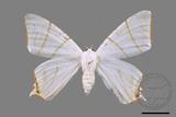 ǦW:Ourapteryx clara formosana