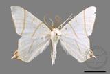 ǦW:Ourapteryx yerburii virescens