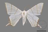 ǦW:Ourapteryx clara formosana