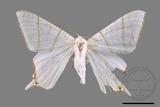 ǦW:Ourapteryx clara formosana