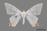 ǦW:Ourapteryx clara formosana