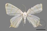 ǦW:Ourapteryx pallidula