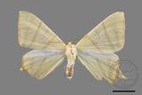 ǦW:Ourapteryx sciticaudaria