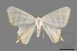 ǦW:Ourapteryx sciticaudaria