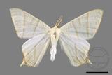 ǦW:Ourapteryx pallidula