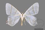 ǦW:Ourapteryx similaria horishana