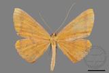 ǦW:Eumelea ludovicata