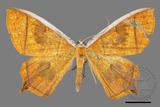 ǦW:Thinopteryx crocoptera assamensis