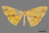 ǦW:Eumelea ludovicata