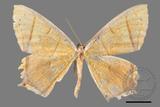 ǦW:Thinopteryx crocoptera assamensis