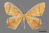 ǦW:Thinopteryx crocoptera assamensis