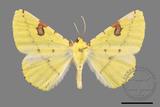 ǦW:Opisthograptis punctilineata