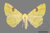 ǦW:Opisthograptis punctilineata