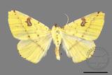 ǦW:Opisthograptis punctilineata