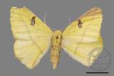 ǦW:Opisthograptis moelleri