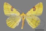 ǦW:Opisthograptis punctilineata