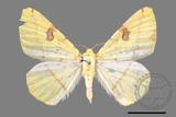 ǦW:Opisthograptis punctilineata