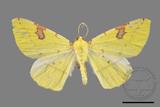 ǦW:Opisthograptis punctilineata