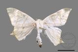 ǦW:Ourapteryx pallidula