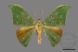 ǦW:Tanaorhinus viridiluteatus