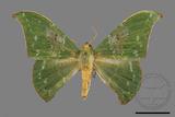 ǦW:Tanaorhinus viridiluteatus