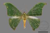 ǦW:Tanaorhinus viridiluteatus