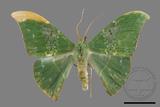 ǦW:Tanaorhinus viridiluteatus