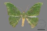 ǦW:Tanaorhinus viridiluteatus