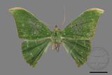 ǦW:Tanaorhinus viridiluteatus