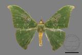 ǦW:Tanaorhinus viridiluteatus