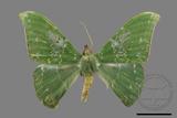 ǦW:Tanaorhinus viridiluteatus