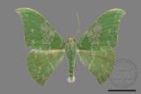 ǦW:Tanaorhinus viridiluteatus