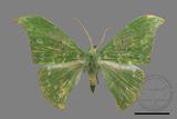 ǦW:Tanaorhinus viridiluteatus