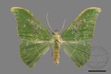 ǦW:Tanaorhinus viridiluteatus