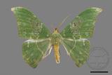 ǦW:Tanaorhinus viridiluteatus