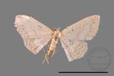 ǦW:Scopula sp.