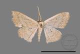 ǦW:Scopula sp.