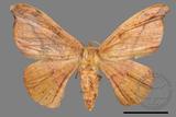 ǦW:Oreta brunnea