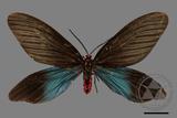 ǦW:Histia flabellicornis ultima