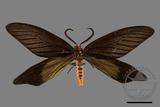 ǦW:Histia flabellicornis ultima