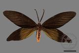 ǦW:Histia flabellicornis ultima