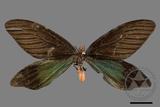 ǦW:Histia flabellicornis ultima