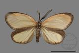 ǦW:Rhodopsona marginata