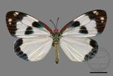 ǦW:Chalcosia pectinicornis