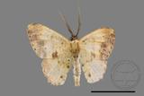 ǦW:Lophobates ochrolaria