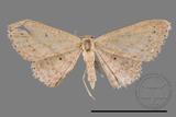 ǦW:Scopula sp.